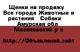 Щенки на продажу - Все города Животные и растения » Собаки   . Амурская обл.,Мазановский р-н